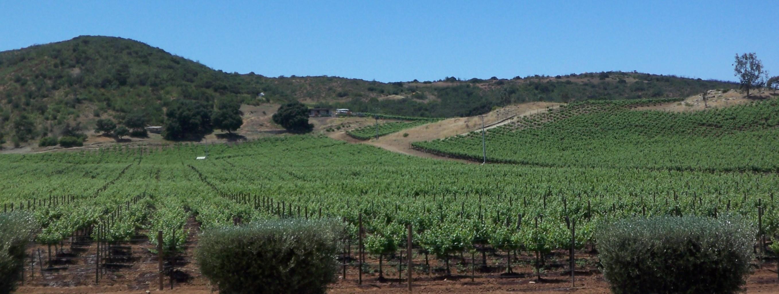 Viñedos en el Valle de Guadalupe, Baja California